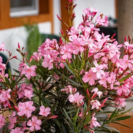 Airport Karoly Guest house Vecses
