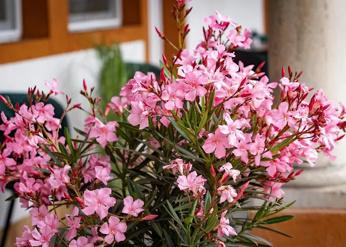 Airport Karoly בית הארחה וסס